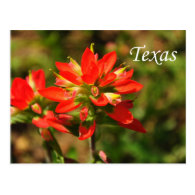 Texas Indian Paintbrush Wildflower Postcard