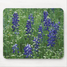 Texas, Lake Buchanan. Texas Bluebonnet and Wild Mouse Pads