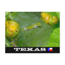 Texas Lizard postcards