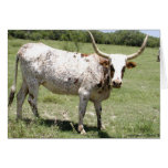 Texas Longhorn