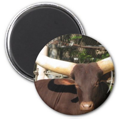 texas longhorns cattle. Texas Longhorn Rind Kamp;#252