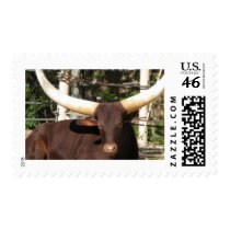 Texas Longhorn cattle Postage Stamps