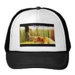 Texas Longhorn Hats