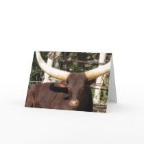 Texas Longhorn Note Card