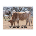 Texas Longhorn Postcard
