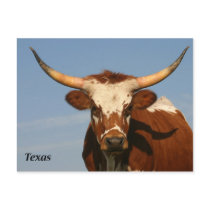 Texas Longhorn postcards