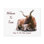 Texas Longhorn Postcard
