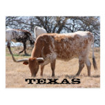Texas Longhorn Postcard