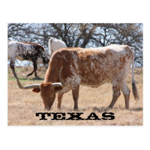 Texas Longhorn Postcard