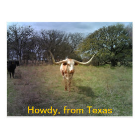 Texas Longhorn - Postcard