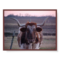 Texas Longhorn posters