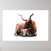 Texas Longhorn Poster Print