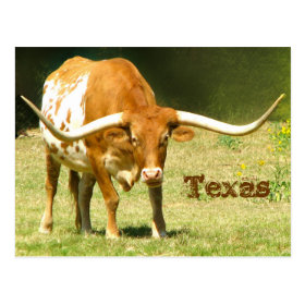Texas Longhorn With Facts Postcard