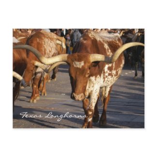 Texas Longhorns Postcard postcard