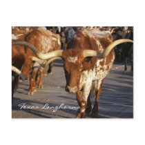 Texas Longhorns Postcard