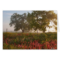 Texas Morning - Field of Wildflowers Greeting Card