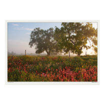 Texas Morning - Field of Wildflowers Posters
