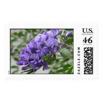 Texas Mountain Laurel postage by titanic Texas Mountain Laurel postage