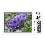 Texas Mountain Laurel postage