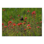 Texas Paintbrush and Butterfly Greeting Card