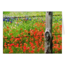 Texas Paintbrush behind Barbed WIre Fence Cards
