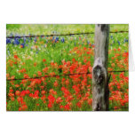 Texas Paintbrush behind Barbed WIre Fence Cards