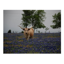 Texas Royalty Post Cards