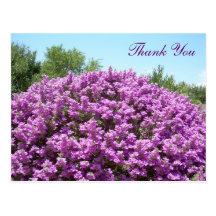 Texas Sage Thank You Postcard