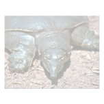 Texas spiny softshell turtle announcements