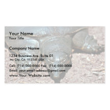 Texas spiny softshell turtle business cards