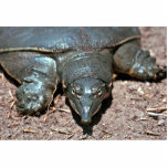 Texas spiny softshell turtle