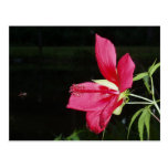 Texas Star Hibiscus Postcard
