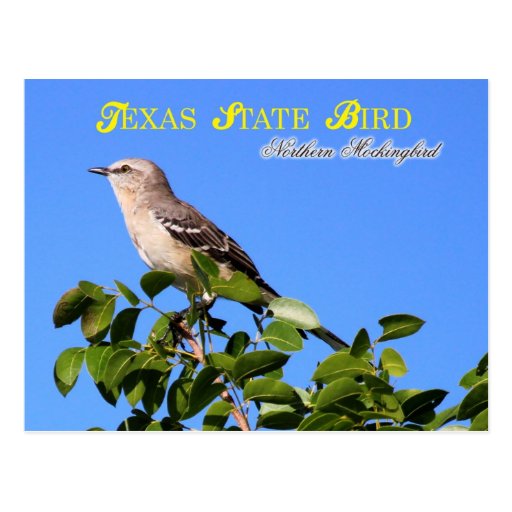 texas-state-bird-northern-mockingbird-postcard-zazzle