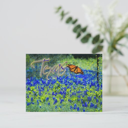 Texas State Flower Bluebonnets Postcard Zazzle