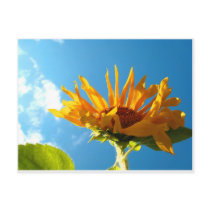 Texas Sunflower postcards
