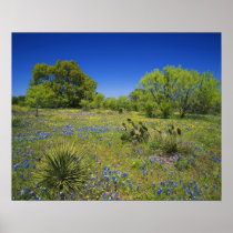 Texas, Texas Hill Country, Low bladderpod,