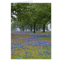 Texas, Texas Hill Country, Texas Paintbrush and