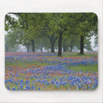 Texas, Texas Hill Country, Texas Paintbrush and