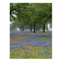 Texas, Texas Hill Country, Texas Paintbrush and Post Cards
