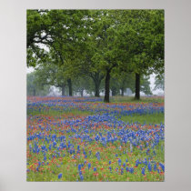 Texas, Texas Hill Country, Texas Paintbrush and