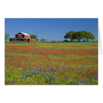 Texas, Texas Hill Country, Texas paintbrush Greeting Card