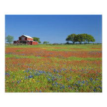 Texas, Texas Hill Country, Texas paintbrush Art Photo