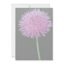 Texas thistle (Cirsium texanum) Invitations