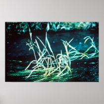 Texas Wild Rice Posters