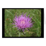 Texas Wildflower