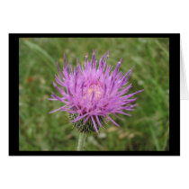 Texas Wildflower cards