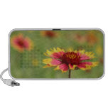 Texas Wildflower - Indian Blanket Flower - speaker speakers