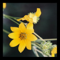 Texas Wildflower posters