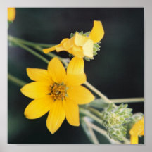 Texas Wildflower Poster