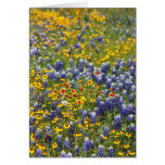 Texas Wildflowers by Cynthia Wenslow Greeting Card